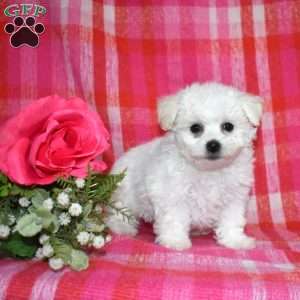 Winnie (Tiny), Bichon Frise Puppy